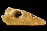Fossil Crocodile Jaw Section - Kem Kem Beds, Morocco #110302-1